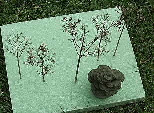 In this photo, the yarrow is on the right; the other twigs are from Autumn Joy sedum. Click for bigger photo.
